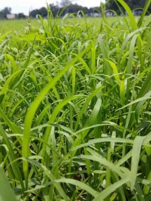 Ryegrass